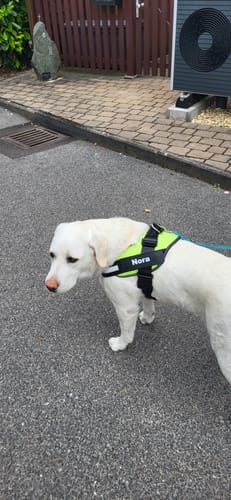 Customer photo review of Puppery™ Personalisiertes Anti-Zug Hundegeschirr