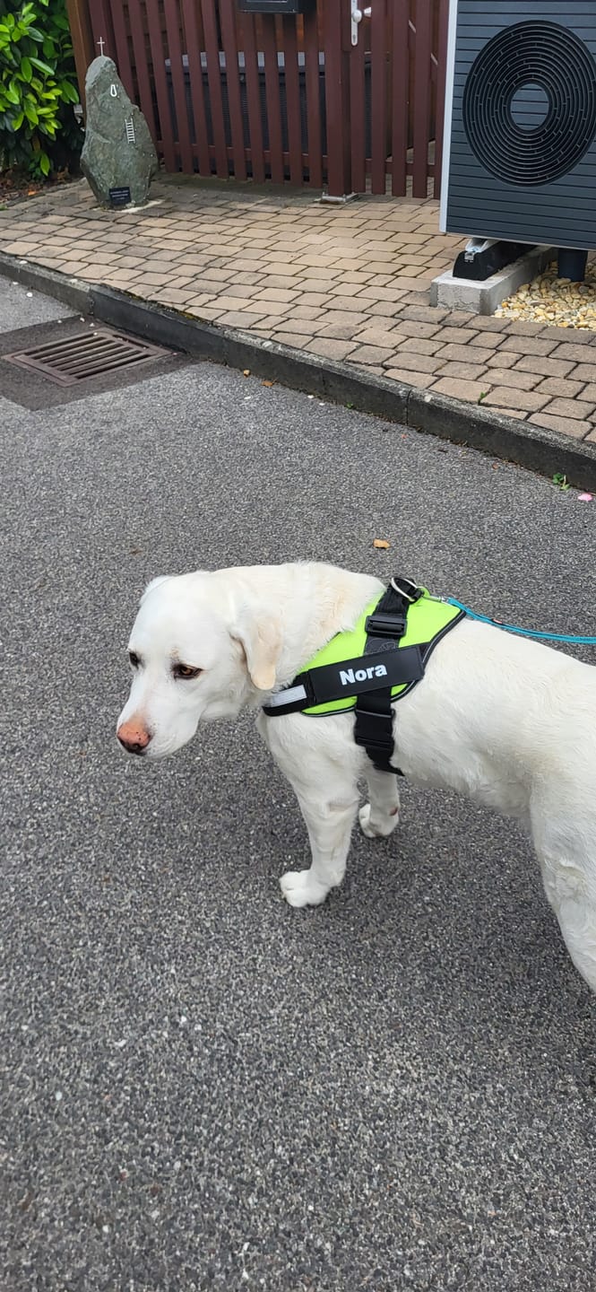 Customer photo review of Puppery™ Personalisiertes Anti-Zug Hundegeschirr