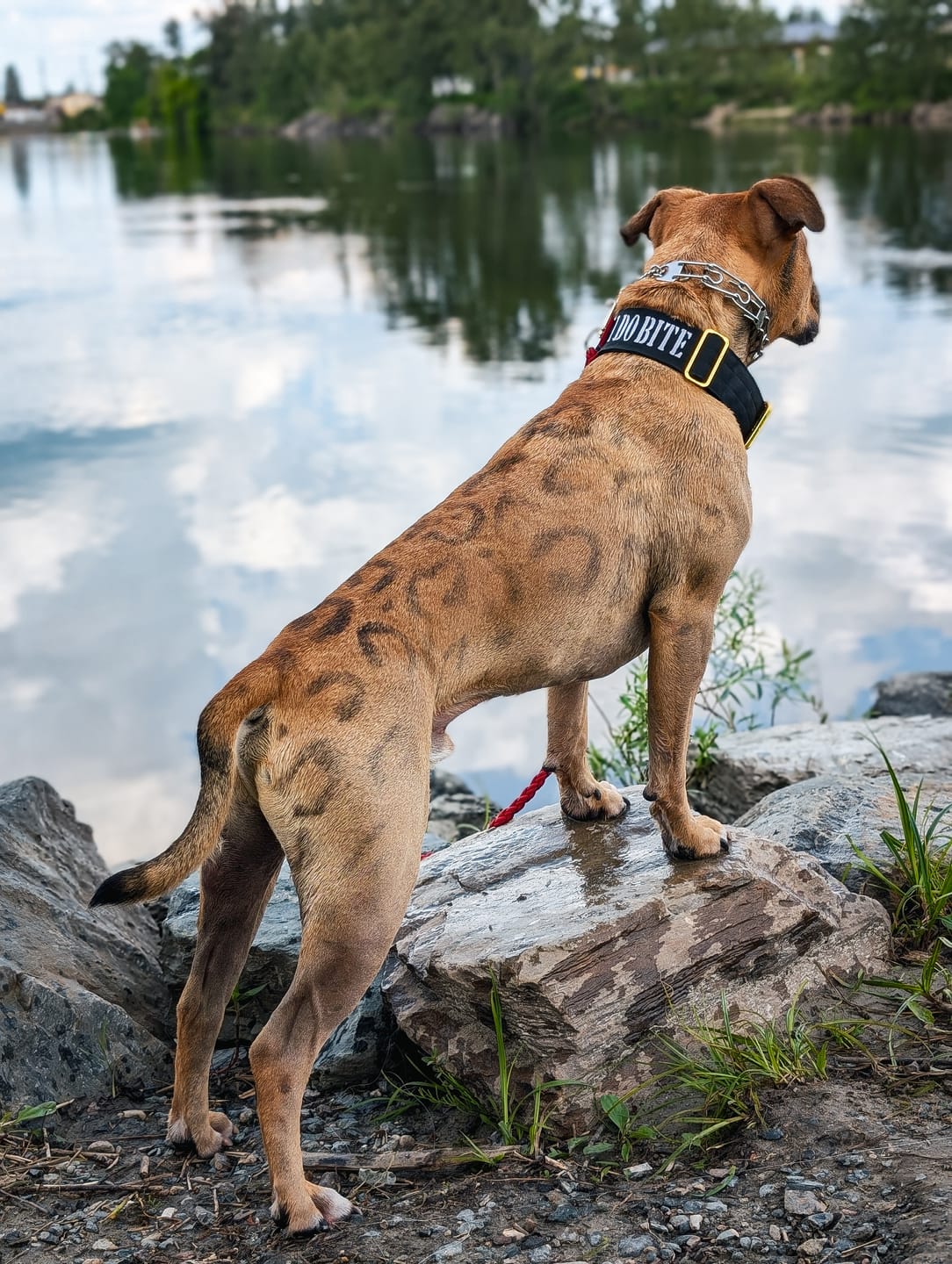 Customer photo review of 2" Tacti Luxe Dog Collar - Gold Noir