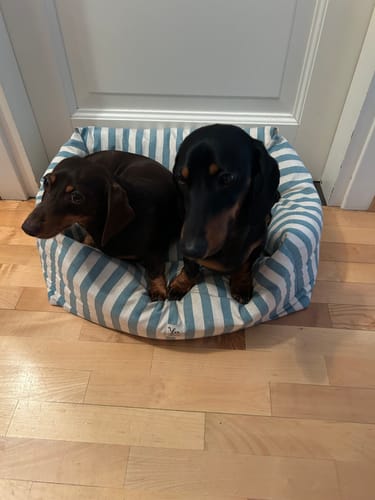 Customer photo review of Divanetto Cotone Righe Larghe Ottanio