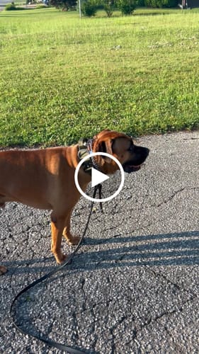 Customer video review of 2" Tactik Dog Collar - Olive