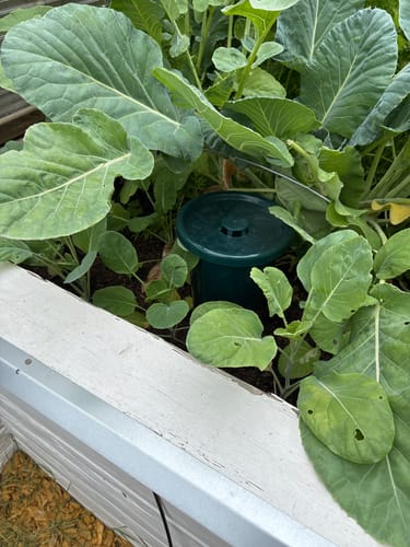 Customer photo review of Bewässerungssystem "Hydro Cup" mit 4 Tonkegeln und Becheraufsätzen