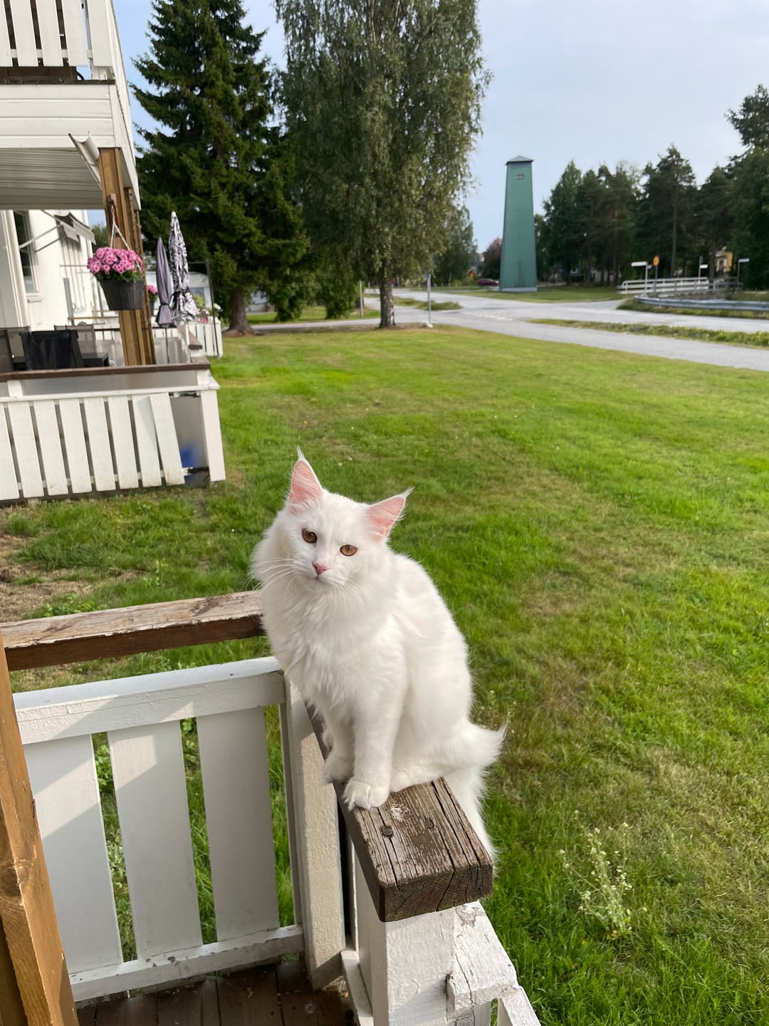 Customer photo review of Fästinghalsband för både hund & katt