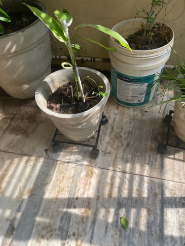 Customer photo review of United Crafts Rozy Wheel Pot Stands for Planters