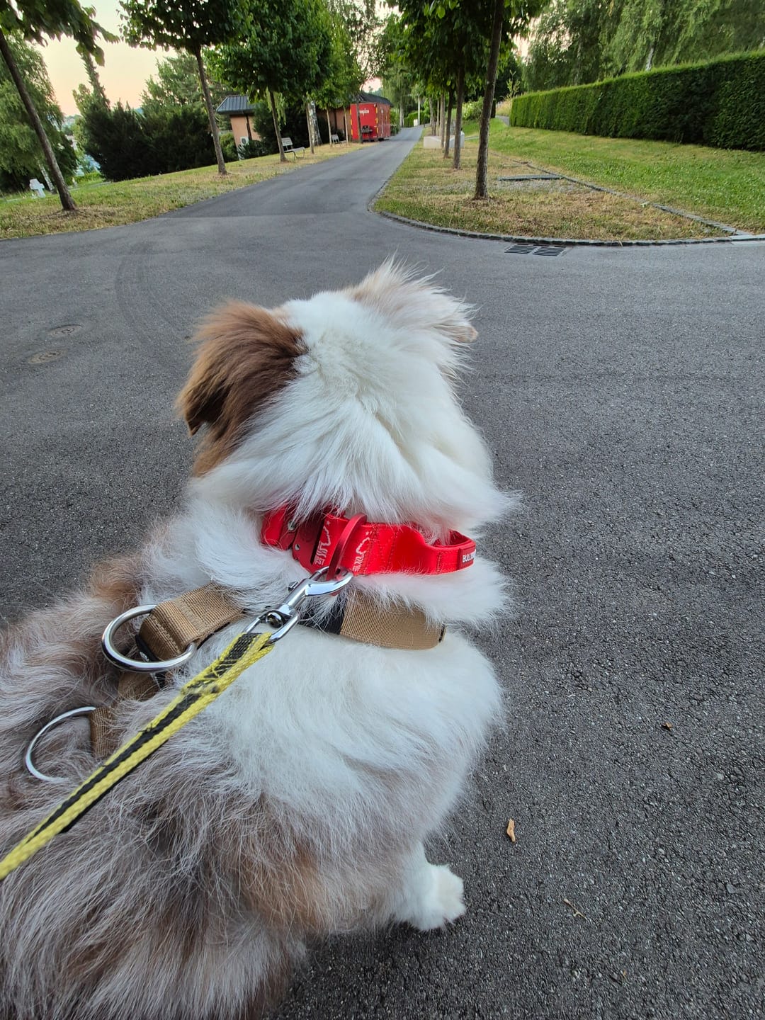 Customer photo review of 4cm LIGHTER Combat® Collar | Handle Rated Clip - Nottingham Forest