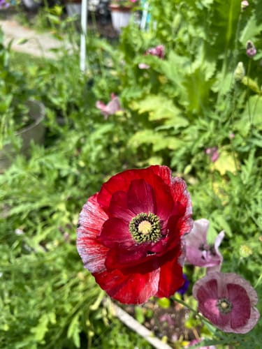 Customer photo review of Pandora Poppy Seeds