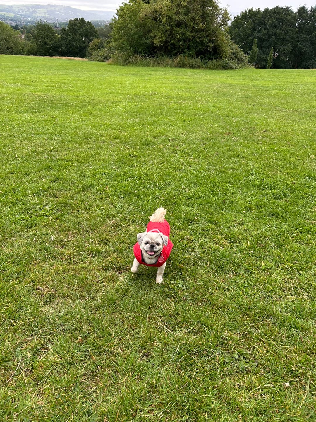 Customer photo review of Emmalove - Wasserdichte Hundeweste