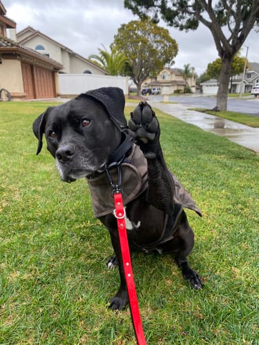 Customer photo review of Biothane Traffic Handle Dog Leash