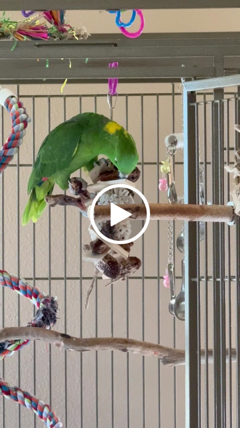 Customer video review of Great Balls of Fun by Cheep Thrills Bird Toys