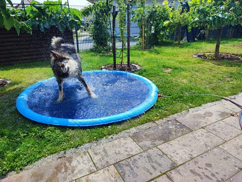 Customer photo review of Sprinkler Wasserspielmatte für Hunde