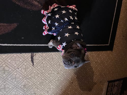 Customer photo review of FurLife™ 8 Months Flea and Tick Free
