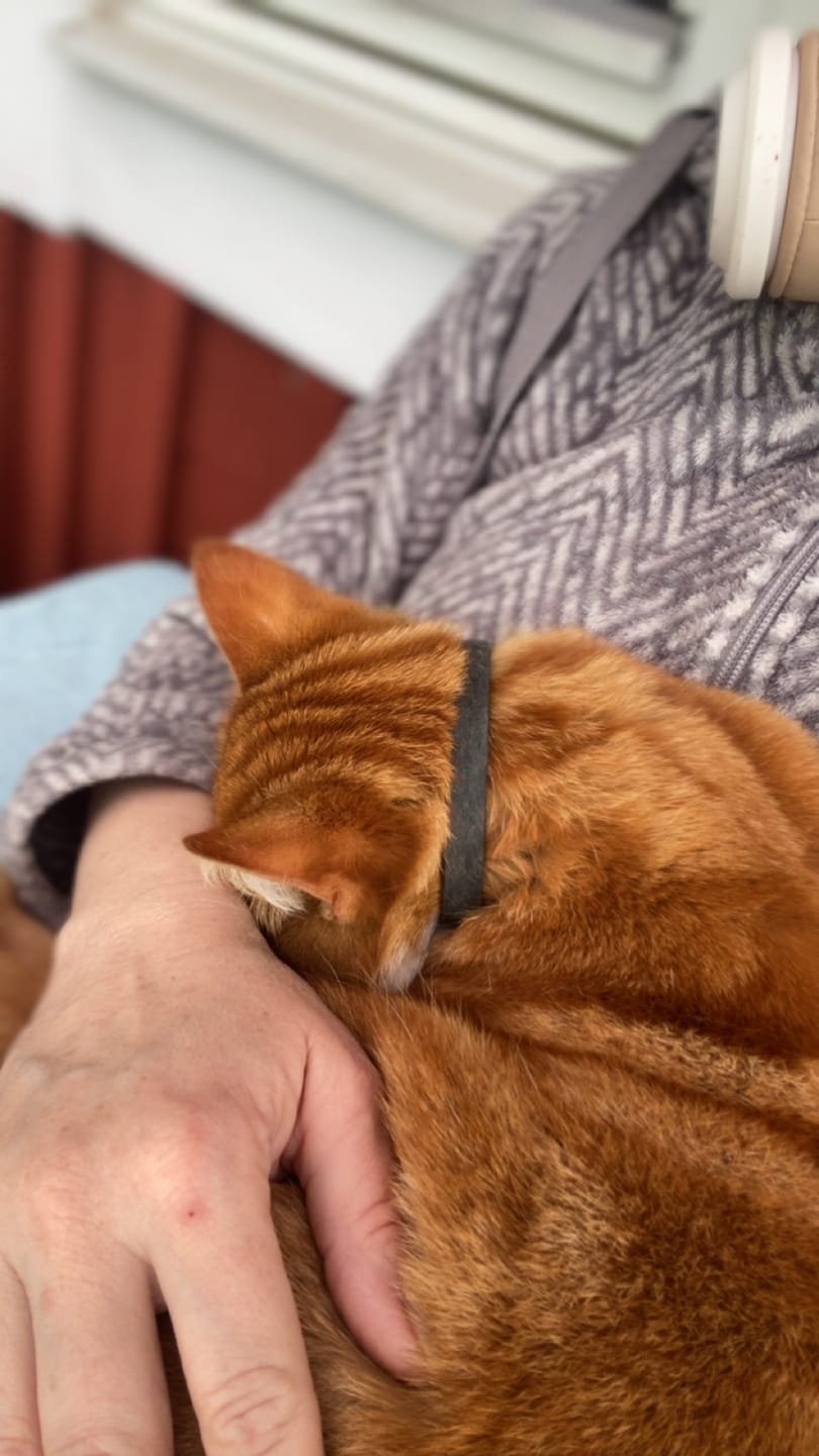 Customer photo review of Fästinghalsband för både hund & katt
