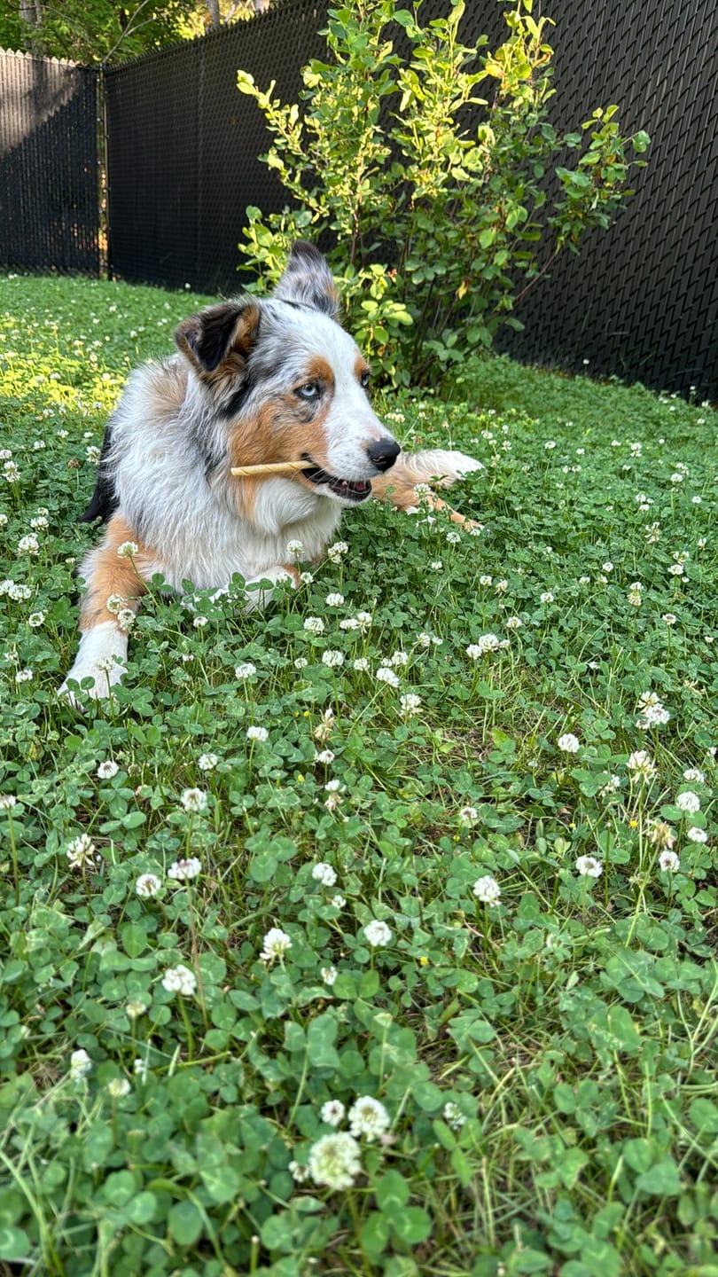 Customer photo review of 12 Inch Standard Braided Bully Stick
