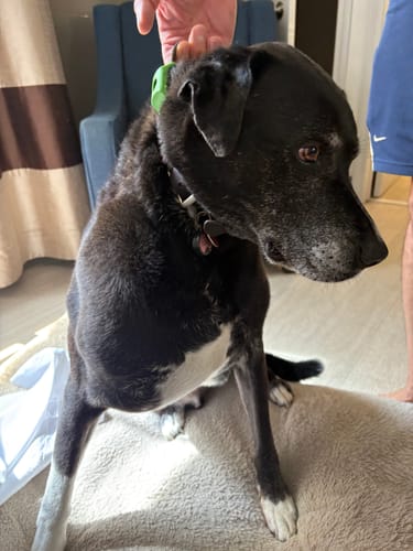 Customer photo review of Petsmont Buddy Guard Large Dog