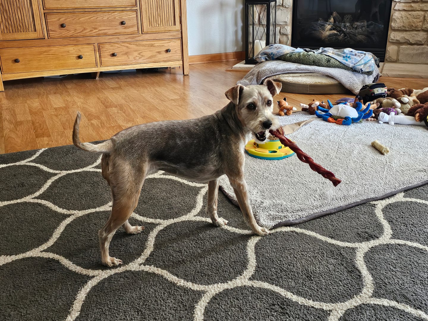 Customer photo review of 12 Inch Monster Braided Bully Stick