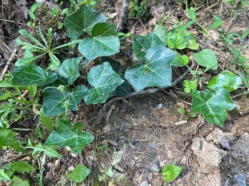 Customer photo review of English Ivy 50 Count Flat