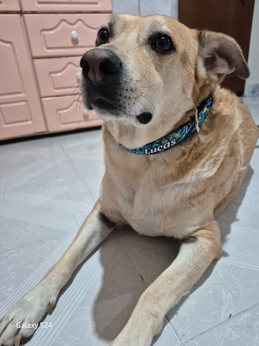 Customer photo review of Collar personalizado para Mascota: Noche