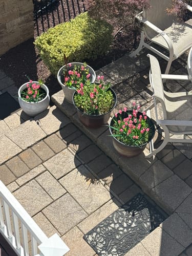 Customer photo review of Bulk 4 Bundles of UV-Resistant Artificial Tulips Bush for Indoors & Outdoors Decor Wholesale