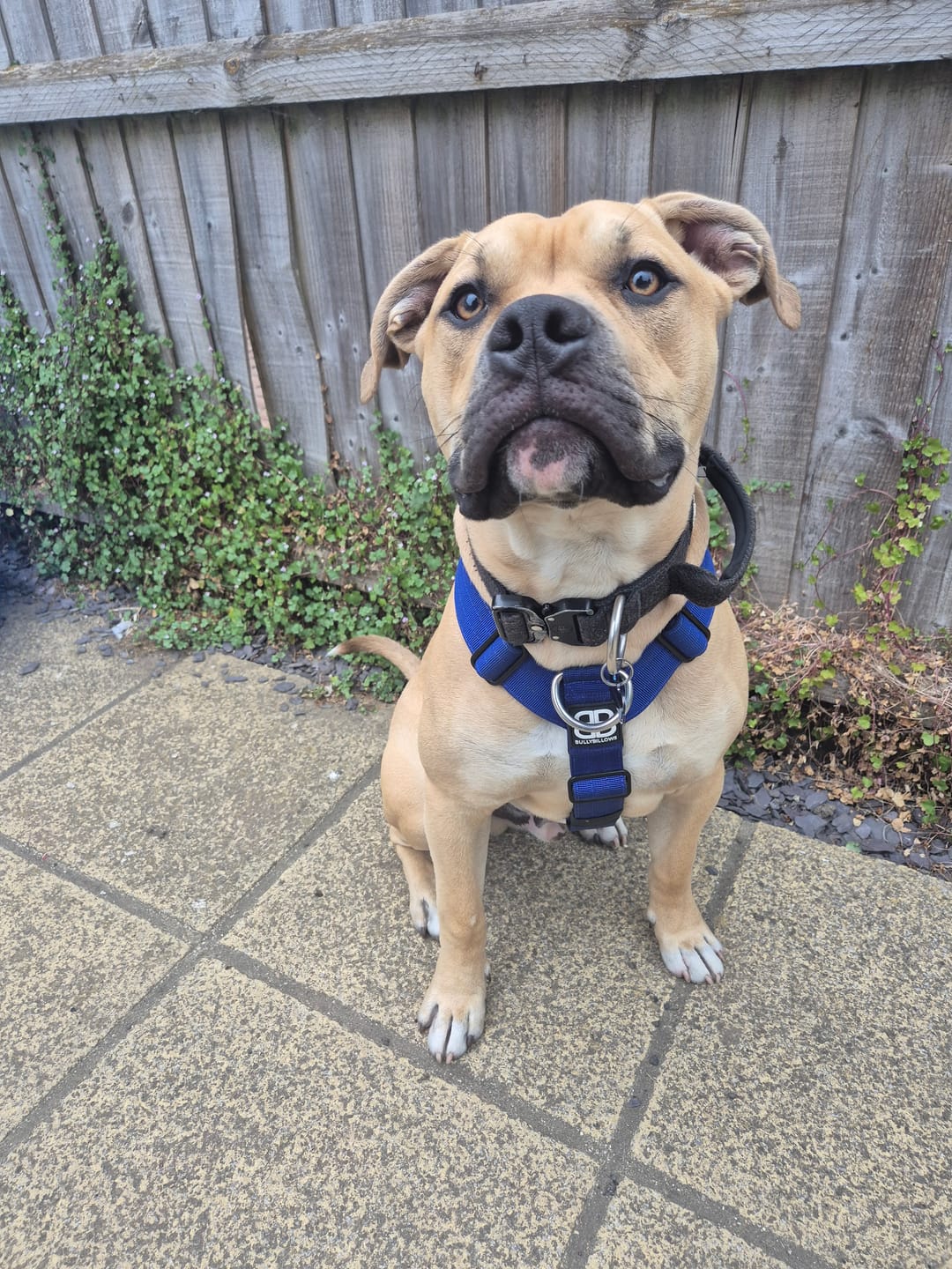 Customer photo review of Training Anti Pull TRI-Harness® | M-XL Breeds - Blue