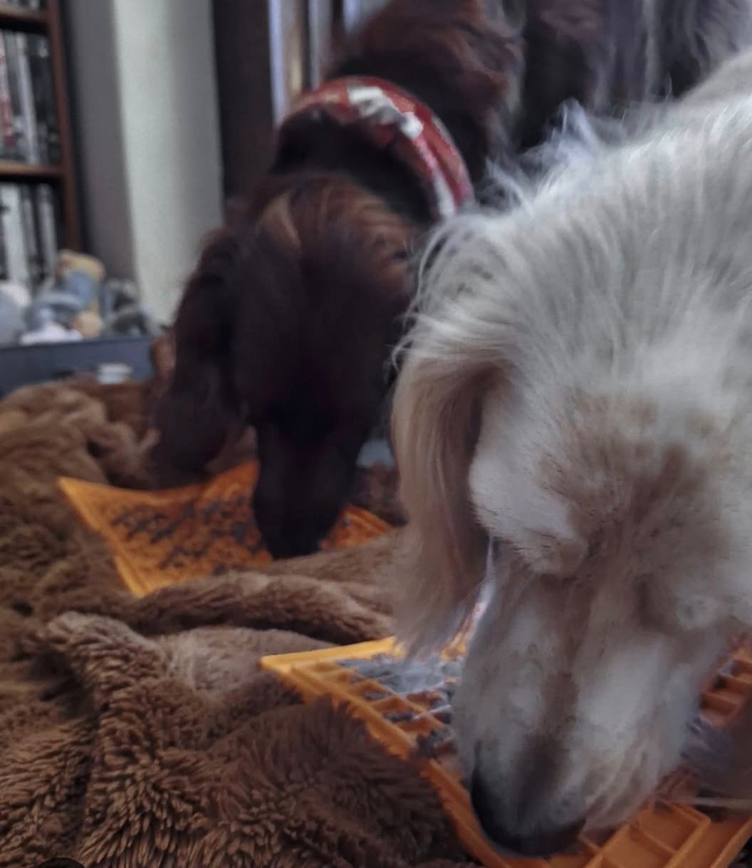 Customer photo review of English Duck Dry Food