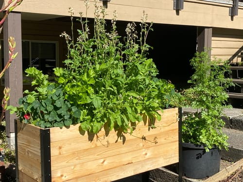 Customer photo review of 18" x 48" Raised Garden Bed - 30" TALL