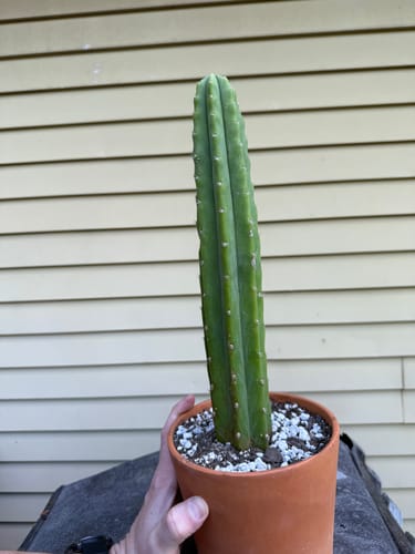 Customer photo review of San Pedro Cactus | Trichocereus (Echinopsis) Pachanoi