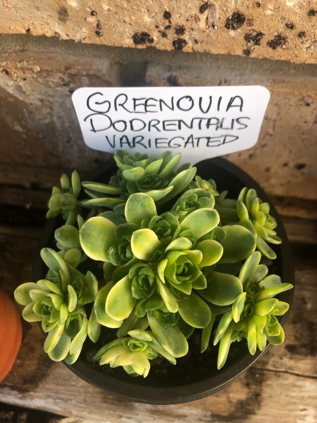 Customer photo review of Greenovia Dodrentalis Variegated