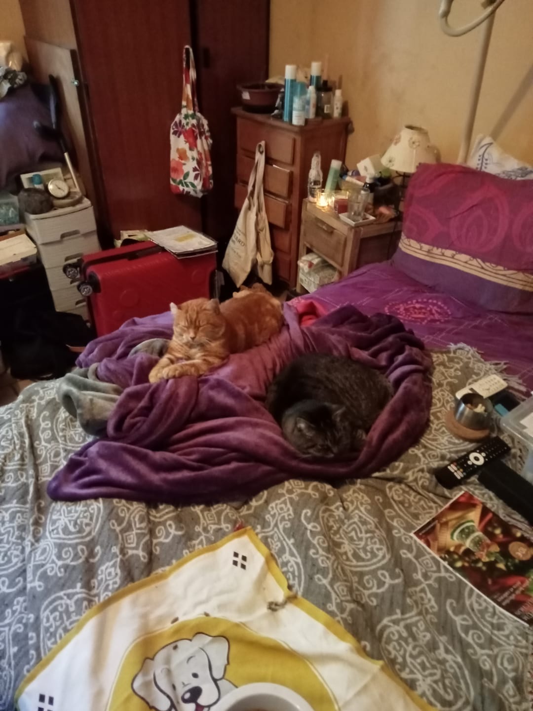 Customer photo review of Mousses riches en saumon & aux carottes (chaton)