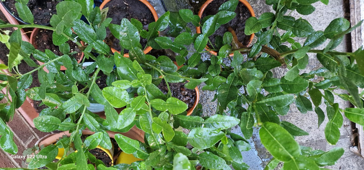 Customer photo review of Kaffir Lime Citrus Tree 80-100cm 5L