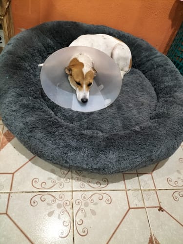 Customer photo review of Cama Antiestrés para Perros