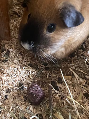 Customer photo review of Glücksmomente - Premium Bälle