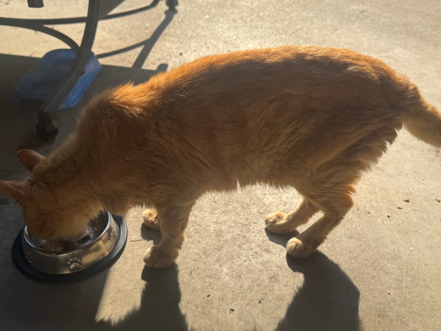 Customer photo review of Feline Biome™ - Probiotic Cat Supplement