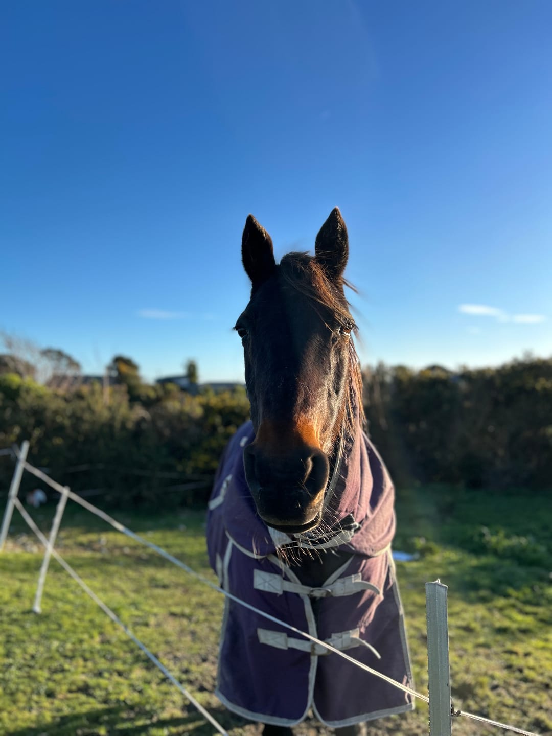 Customer photo review of Fourflax Equine Bone & Joint Oil