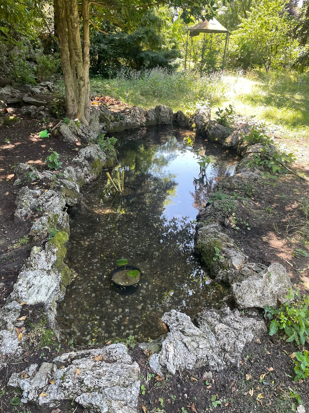 Customer photo review of THELYPTERIS PALUSTRIS