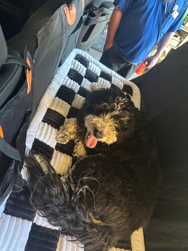 Customer photo review of RuffRover 2.0™ - Hard Bottom Dog Car Seat Protector + (FREE Dog Bed)