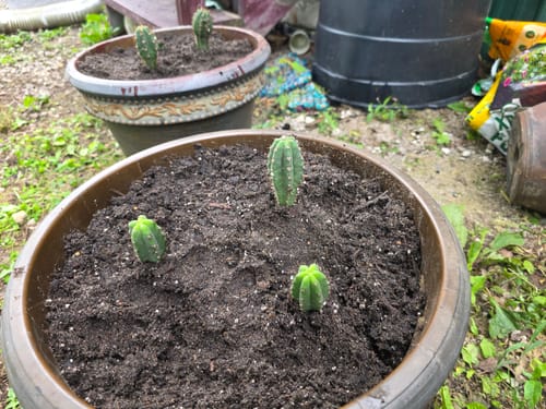 Customer photo review of Trichocereus Bridgesii | Bolivian Torch Cactus