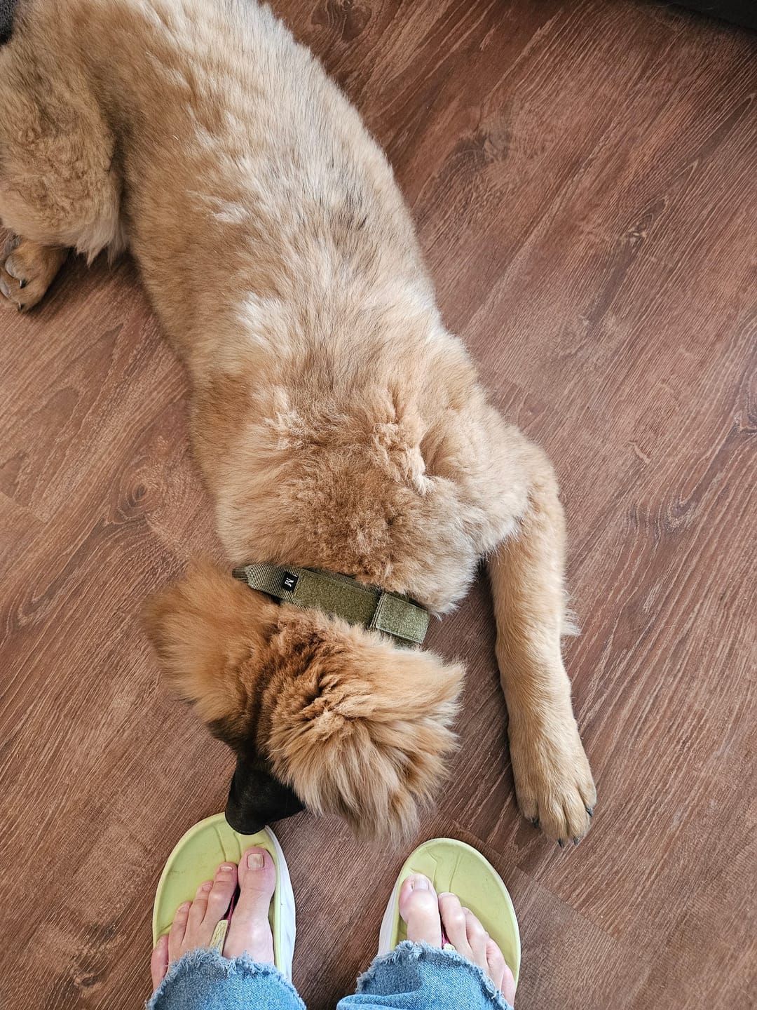 Customer photo review of Metal-Buckle Tactical K9 Dog Collar With Hook & Loop Panel & Top Handle