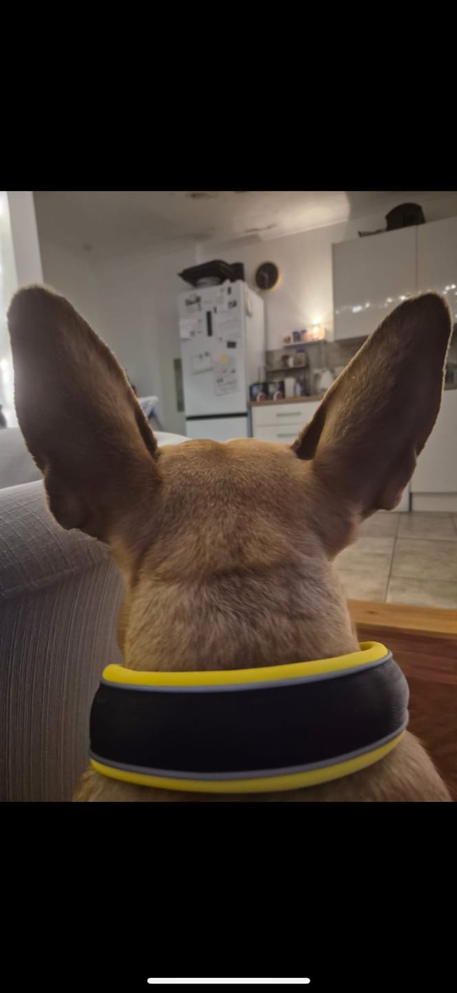 Customer photo review of 4cm Slip on Collar | Foam Padded - Black x Yellow