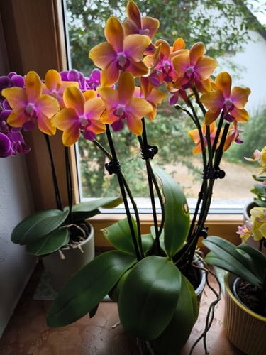 Customer photo review of Große Two of Us Duftorchidee Bolgheri mit orangen Blüten und 4 Rispen