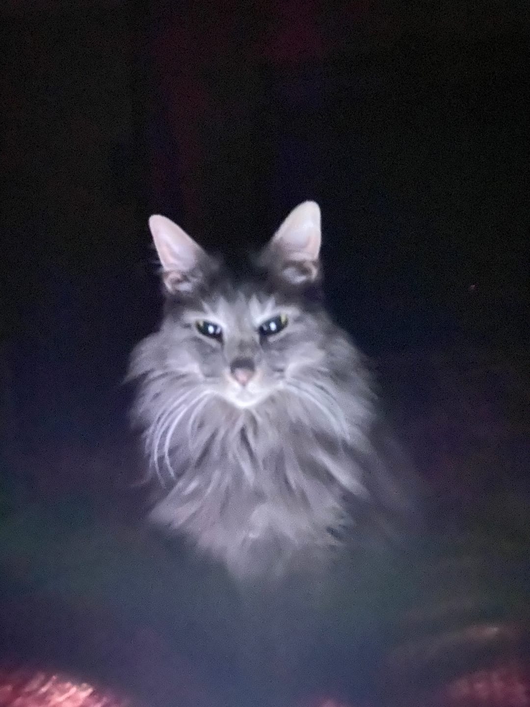 Customer photo review of Feline Biome™