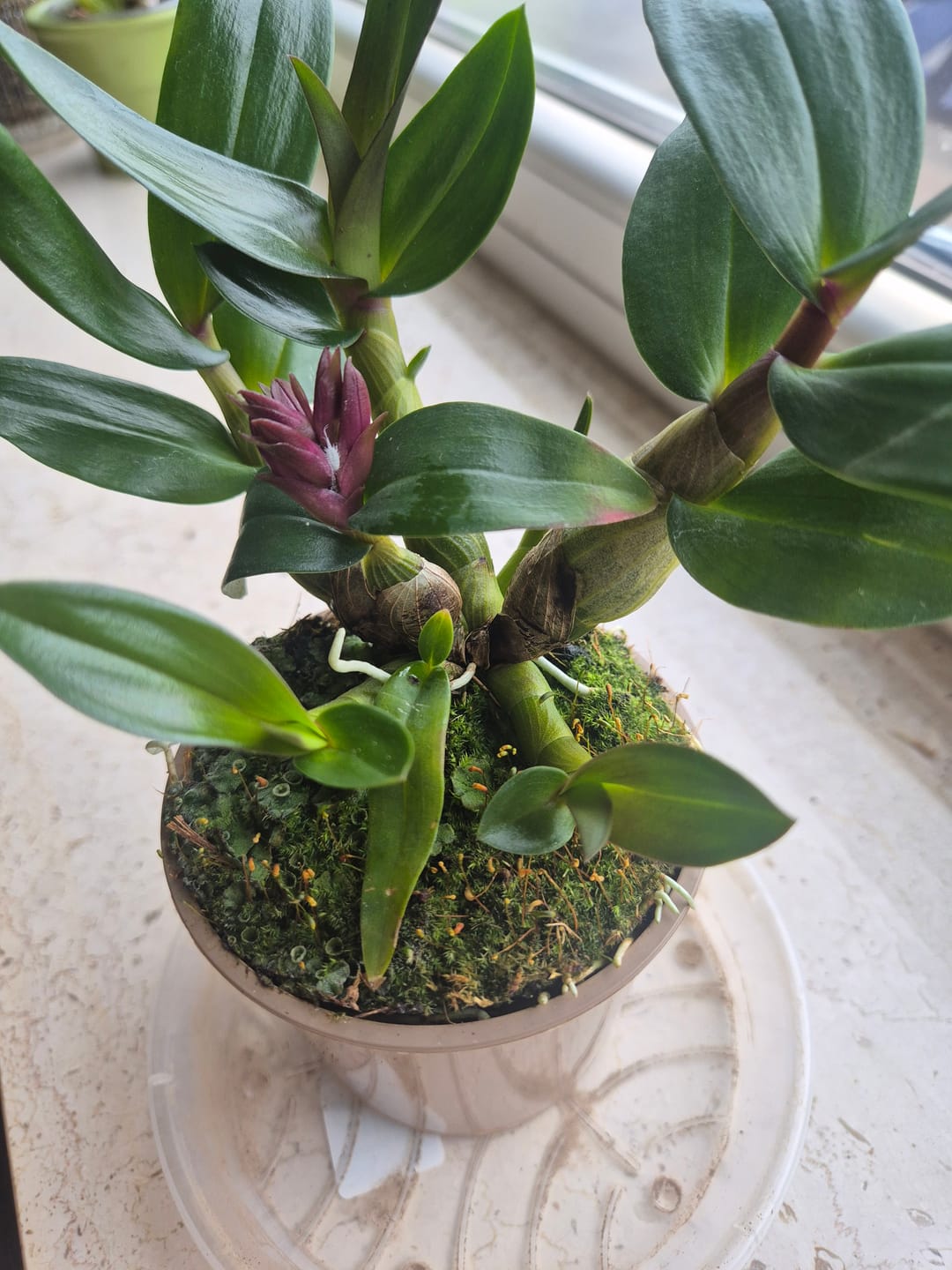 Customer photo review of Dendrobium Hibiki mit pinken Blüten