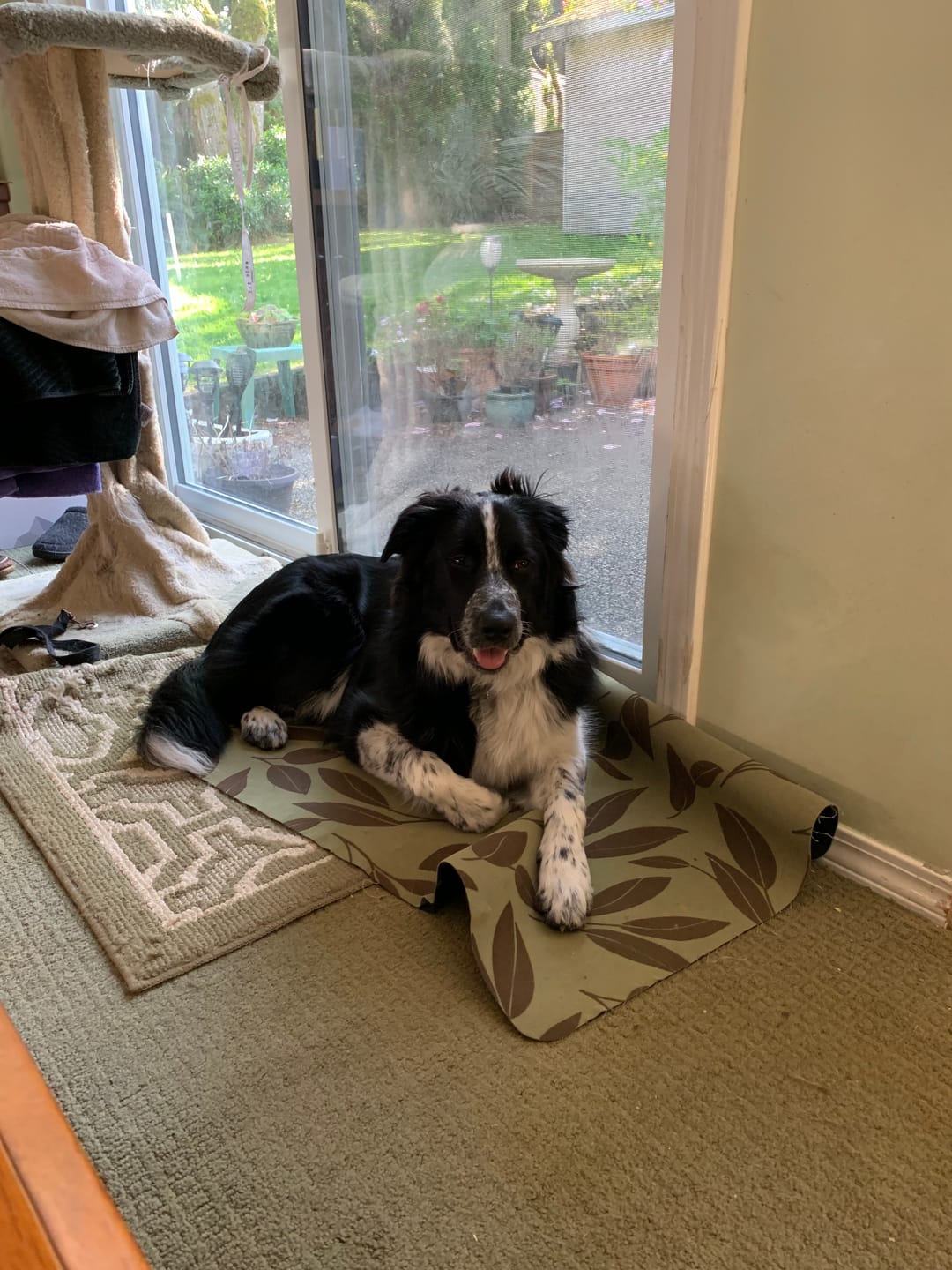 Customer photo review of 12 Inch Braided Jerky Stick