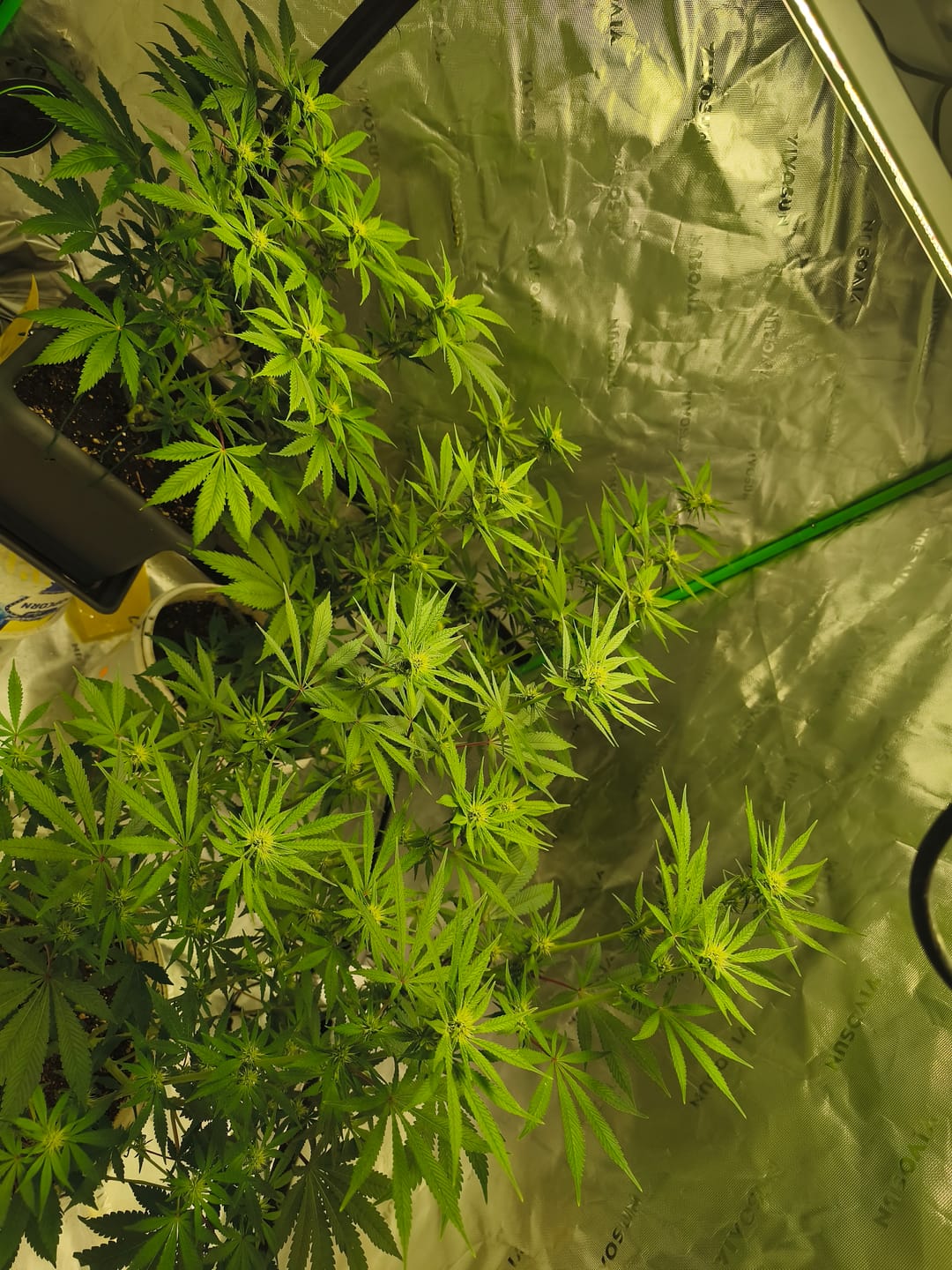 Customer photo review of Doja OG Kush Cali Weed Cannabissamen - Feminisierte Autoflower / Automatic Indica - Cali Weed