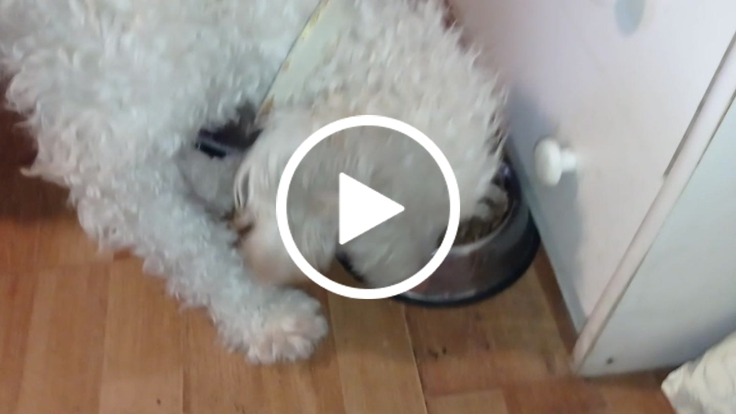 Customer video review of Vaso Medidor PetFamily