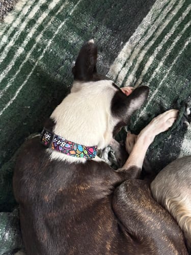 Customer photo review of Collar personalizado para Mascota: Alebrije