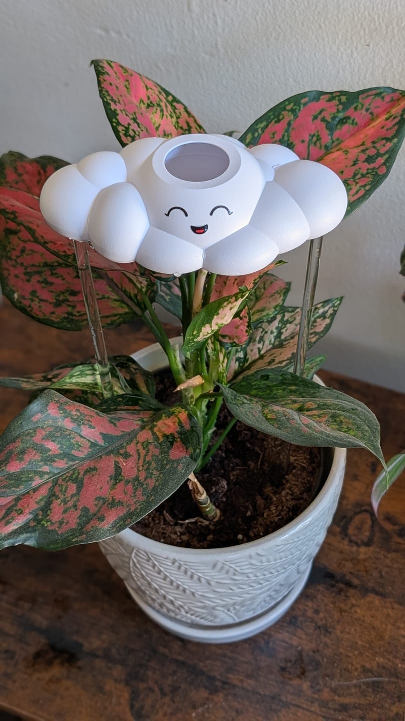 Customer photo review of Chelsea the Cloud