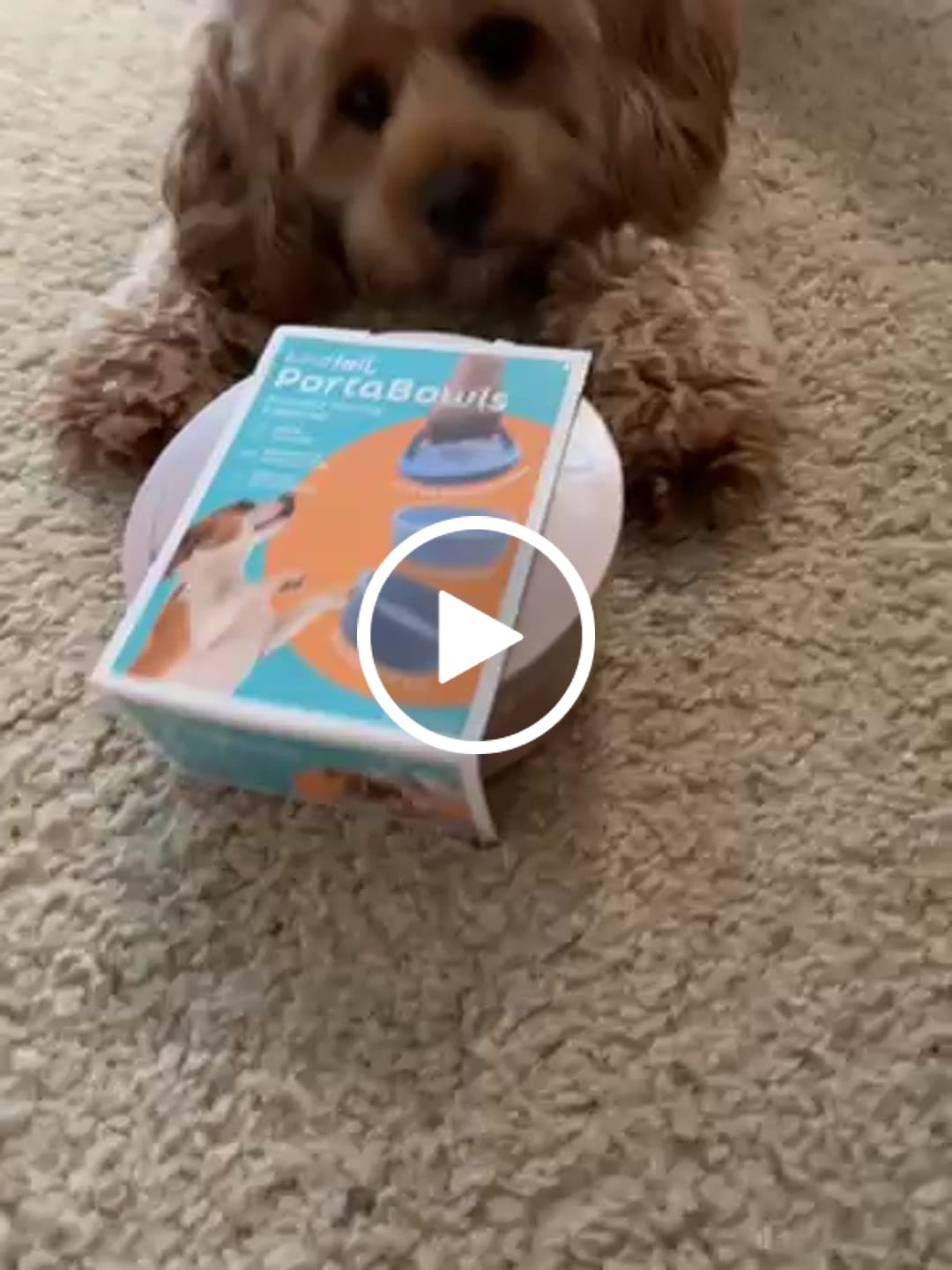 Customer video review of Portable & Travel Dog Bowl