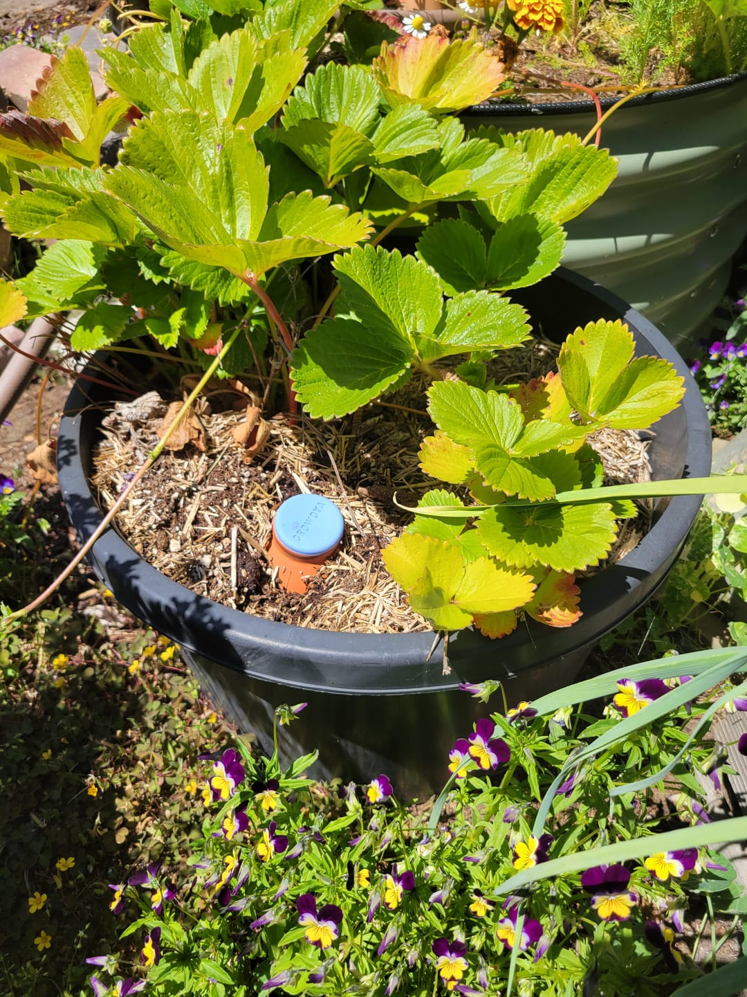 Customer photo review of Oya™ Watering Spike