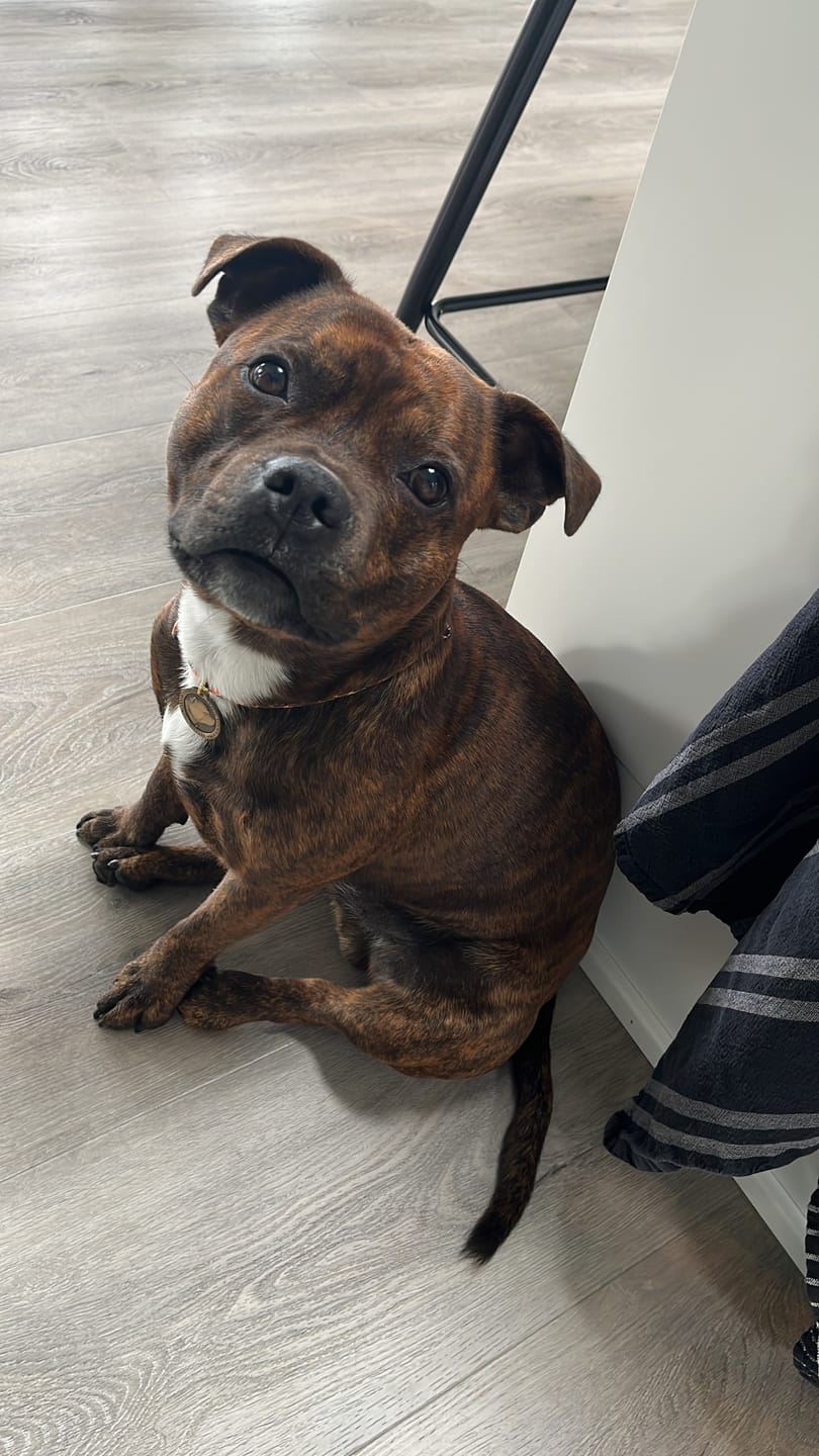 Customer photo review of Staffordshire Bull Terrier 1935® Nametag with Paracord String - Antique
