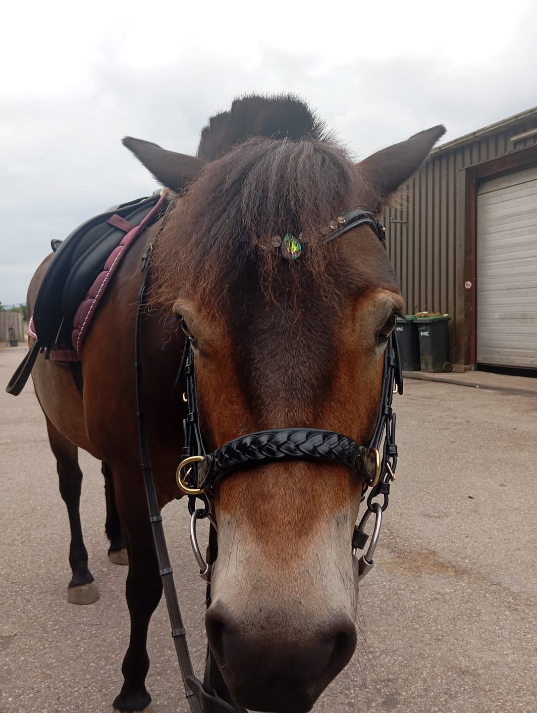 Customer photo review of Odessa bonita Multi Bridle with padded noseband - MASEGO bit to bitless system